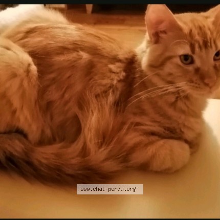 Photo 1/1 Malo Chat perdu à Bresse Sur Grosne