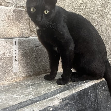 Photo 1/1 Chat trouvé Trouvé à Marseille