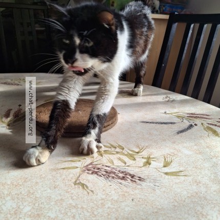 Photo 1/1 fenouil Chat perdu à Mareau Aux Pres
