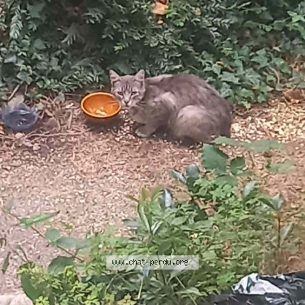 Photo 1/1 Chat trouvé Trouvé à Spezet