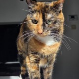 Piricha
