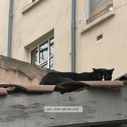 Photo 1/1 Chat trouvé Trouvé à Lyon Perrache