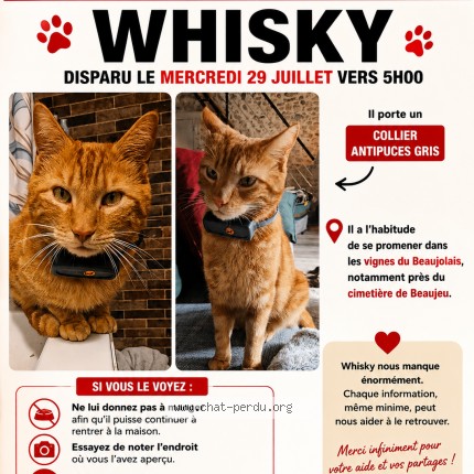 Photo 1/1 Whisco Chat perdu à Beaujeu