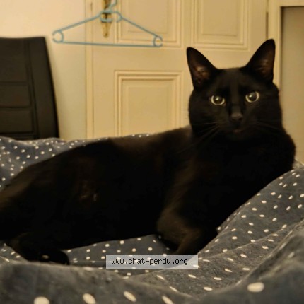 Photo 1/1 Merlin Chat perdu à Balschwiller
