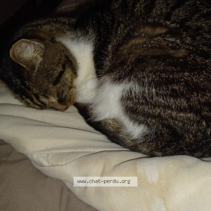 Photo 1/1 daisy non de la puce alexa Chat perdu à Marsilly