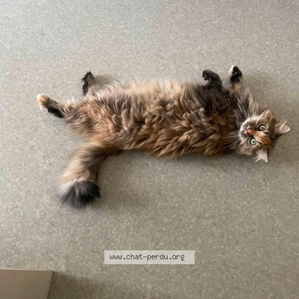 Photo de chat perdu à Biville