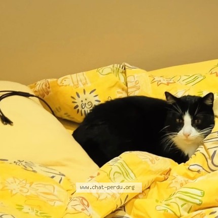 Photo de chat perdu à Jouy Le Moutier