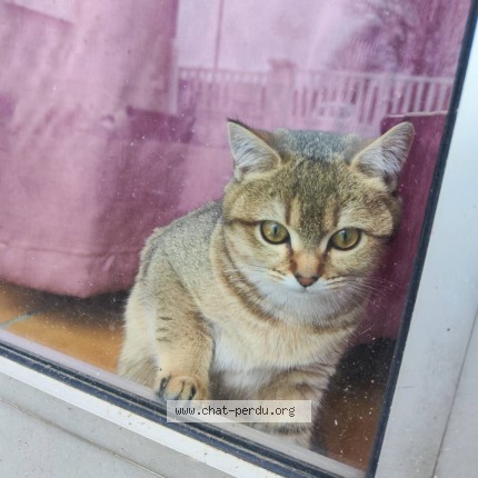 Photo 1/1 Yamour Chat perdu à Saint Etienne