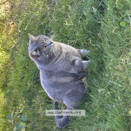 Photo 1/1 Sonate Chat perdu à Perigueux