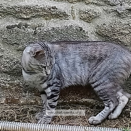 Photo de chat trouvé à Gourin