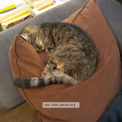 Photo 1/1 Minouchatte Chat perdu à Paillet