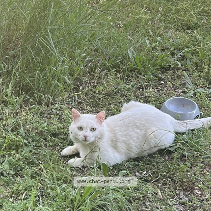 Photo 1/1 Chat trouvé Trouvé à Dardilly
