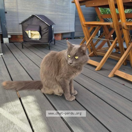 Photo 1/1 Chat trouvé Trouvé à Brou