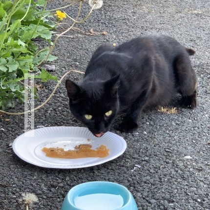 Photo 2/2 Chat trouvé Trouvé à Aigurande