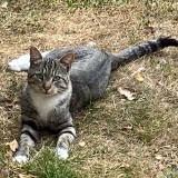 Tigrou