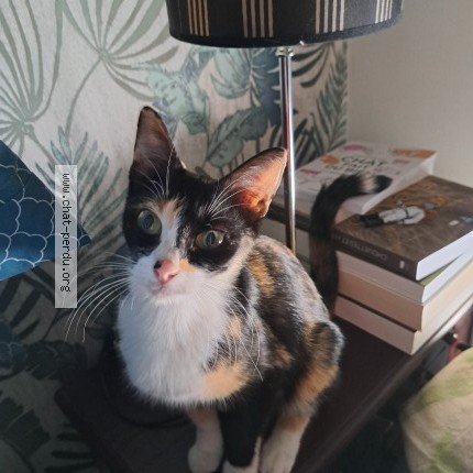 Photo de chat trouvé à Toulouse