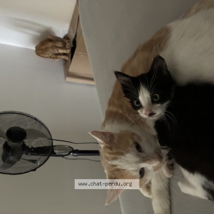 Photo 1/1 Chat retrouvé Perdu à Civens