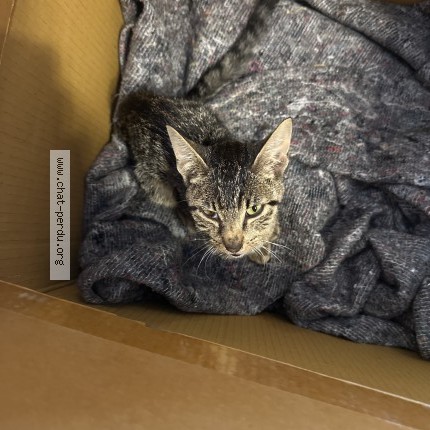 Photo de chat trouvé à Kernilis