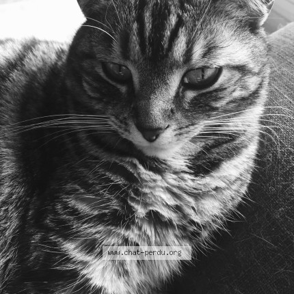 Photo de chat perdu à Soisy Sous Montmorency