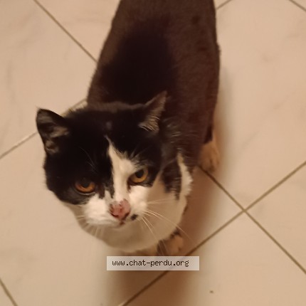 Photo de chat perdu à Monteils