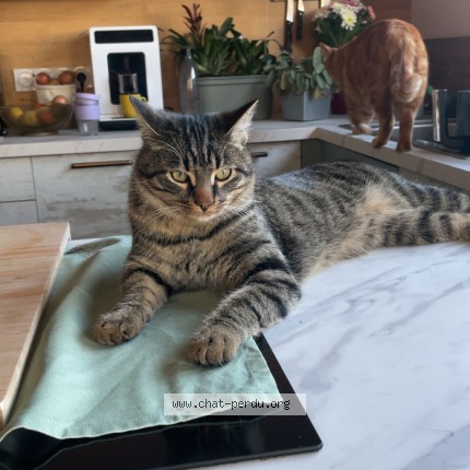 Photo de chat perdu à Entraigues