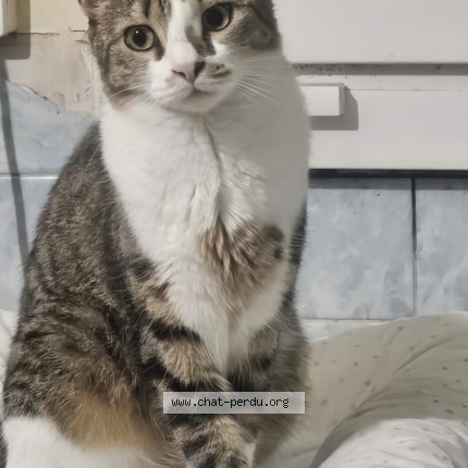 Photo 2/2 Chat retrouvé Perdu à Dombasle Sur Meurthe