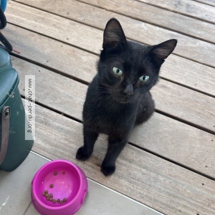 Photo de chat trouvé à Lanta