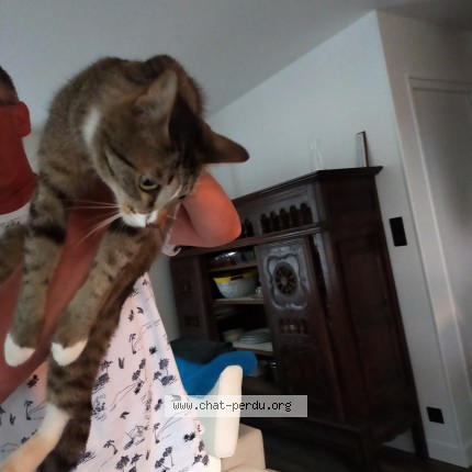 Photo de chat trouvé à Relecq Kerhuon