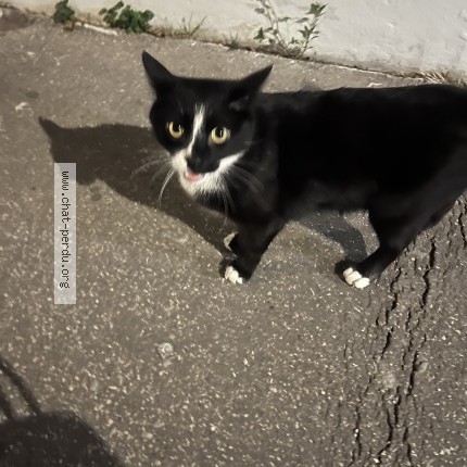 Photo de chat trouvé à Lyon