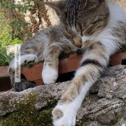 Photo 2/2 Petula Chat perdu à Nancy