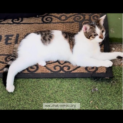 Photo 1/1 Yumi Chat perdu à Portes Les Valence