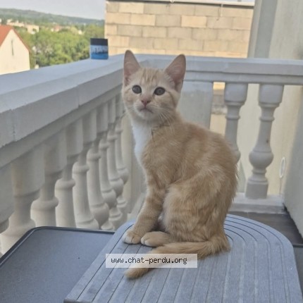 Photo 1/1 findik Chat perdu à Sarcelles