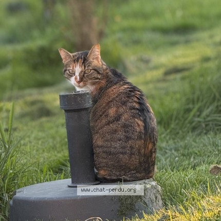 Photo de chat perdu à Servant