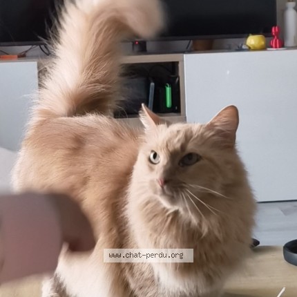 Photo de chat perdu à Sannois