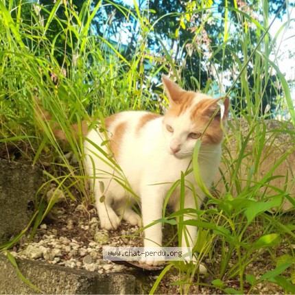 Photo 1/1 Mimine Chat perdu à Saint Maur Des Fosses