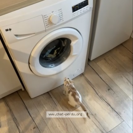 Photo de chat perdu à Dreux