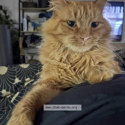 Photo de chat perdu à Eragny Sur Oise