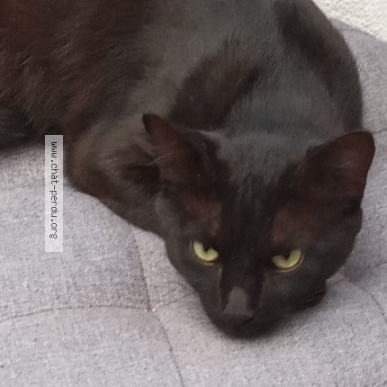 Photo de chat trouvé à Beziers