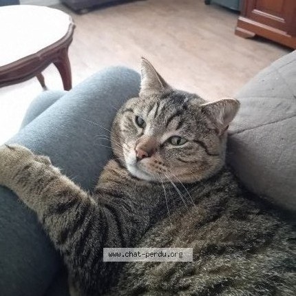 Photo de chat perdu à Sail Sous Couzan