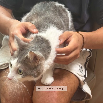 Photo 1/1 Chat retrouvé Trouvé à Paris