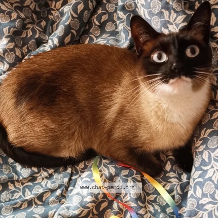 Photo 1/1 Chat retrouvé Perdu à Paris