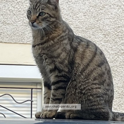 Photo 1/1 Moka Chat perdu à Saint Germain Au Mont D Or