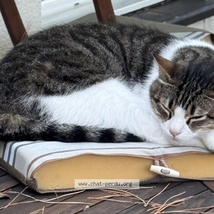Photo 1/1 ROMEO Chat perdu à Merignac