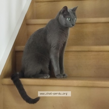 Photo 1/1 Hippolyte Chat perdu à Juvisy Sur Orge