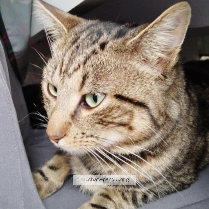 Photo 1/1 Tigrou Chat perdu à La Chaussee D Ivry