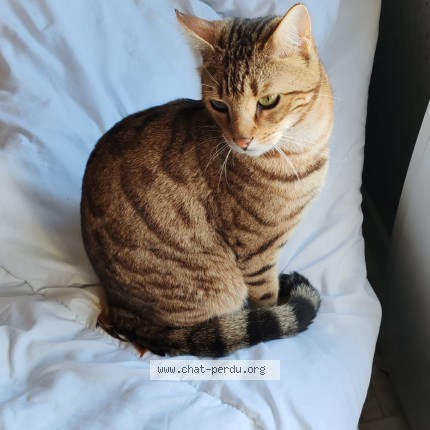Photo de chat perdu à Montmorency