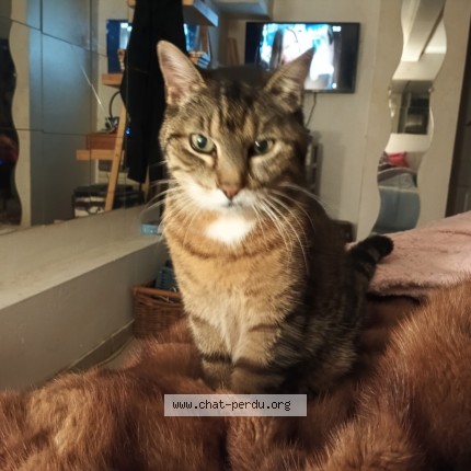 Photo 1/1 canayou Chat perdu à Gournay Sur Marne