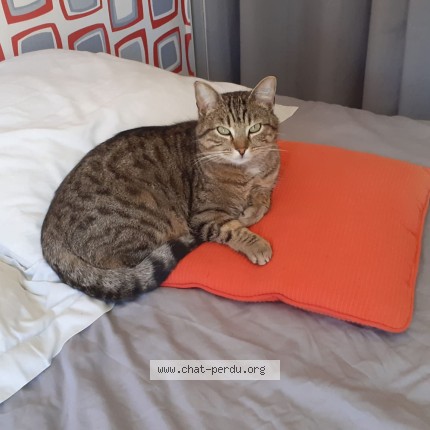 Photo 2/2 Simba Chat perdu à Pessac France