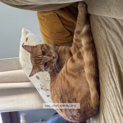 Photo 1/1 weasley Chat perdu à Cornimont
