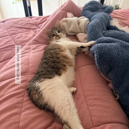 Photo 1/1 Chat retrouvé Perdu à Dreux